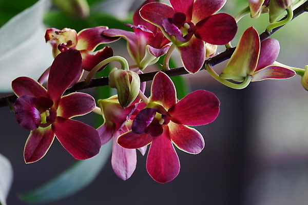 포토 JPG 해외이미지 식물 꽃잎 꽃 줄기 꽃다발 백그라운드 꽃무늬 자연 사람없음 장식 빨간색 뷰티 정원 보라색 봄 활발 벚꽃 나뭇가지 개화 난초 우아함 제비꽃 순수 묘사 원예 호접란 진홍색 내추럴 고립 블러 이국적 해외포토 나무 계절 컬러 컨셉 무늬 취미 생태계 파일형식 이미지허브