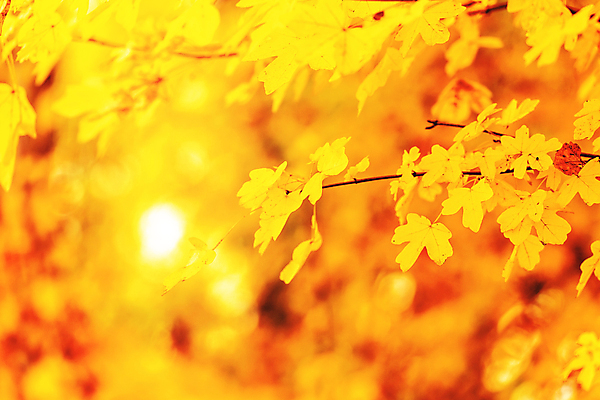 포토 JPG 해외이미지 나무 계절 공원 백그라운드 컨셉 단풍 잎 패턴 오렌지 자연 벽지 추상 프레임 건조 풍경 사람없음 야외 목재 빨간색 컬러풀 햇빛 태양 노란색 맑음 일몰 활발 덮개 가을 황금 떨어짐 숲 질감 보케 장면 내추럴 블러 해외포토 자연요소 식물 공공시설 컬러 무늬 과일 재료 날씨 노을 뚜껑 생태계 파일형식 이미지허브