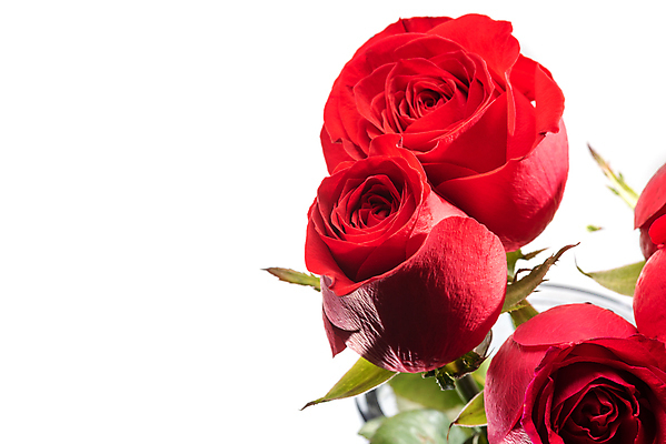 포토 JPG 해외이미지 식물 기념일 꽃잎 꽃 줄기 백그라운드 꽃무늬 데이트 자연 휴가 발렌타인데이 선물 사랑 사람없음 빨간색 초록색 여름 뷰티 장미 벚꽃 흰색 축하 인사 신선 신용카드 유혹 오브젝트 싱글 흰배경 열정 고립 완전 해외포토 계절 감정 컬러 컨셉 무늬 데이이벤트 이벤트 금융 예절 생태계 파일형식 이미지허브