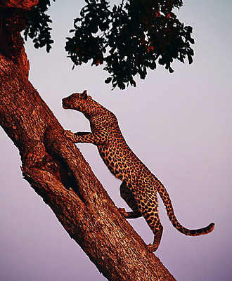 포토 JPG 해외이미지 나무 한마리 야생동물 나뭇잎 사람없음 야외 야간 오르기 육식동물 표범 나무타기 해외포토 자연요소 식물 동물 1 잎 포유류 모션 파일형식 이미지허브