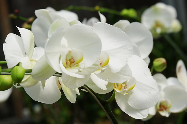 포토 JPG 해외이미지 식물 디자인 꽃잎 꽃 줄기 꽃다발 백그라운드 잎 꽃무늬 자연 선물 사람없음 장식 컬러풀 뷰티 노란색 정원 봄 벚꽃 흰색 나뭇가지 신선 개화 난초 우아함 꽃집 묘사 원예 호접란 분재 나방 내추럴 고립 이국적 해외포토 나무 계절 컬러 곤충 컨셉 무늬 취미 상점 생태계 파일형식 이미지허브