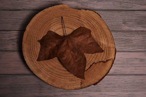 포토 JPG 해외이미지 나무 식물 계절 백그라운드 단풍 잎 텍스트 자연 표면 추상 잔디 사람없음 야외 목재 그래픽 가로 빛 갈색 노란색 환경 성장 가을 시골 죽음 역 고독 땅 허브 순수 생태계 질감 스위치 자원 대각선 내추럴 땅바닥 생태학 옛날 자금 카피스페이스 해외포토 교육 감정 선 컬러 컨셉 돈 무늬 재료 교통시설 바닥 금융 공백 파일형식 이미지허브