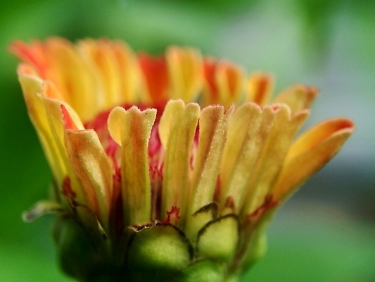 포토 JPG 해외이미지 식물 디자인 공원 꽃잎 꽃 분홍색 백그라운드 잎 꽃무늬 오렌지 자연 추상 국화 사람없음 야외 장식 빨간색 초록색 여름 컬러풀 태양 뷰티 노란색 정원 보라색 봄 벚꽃 신선 개화 원예 내추럴 강렬 여의주 해외포토 자연요소 계절 공공시설 컬러 무늬 과일 취미 생태계 파일형식 이미지허브