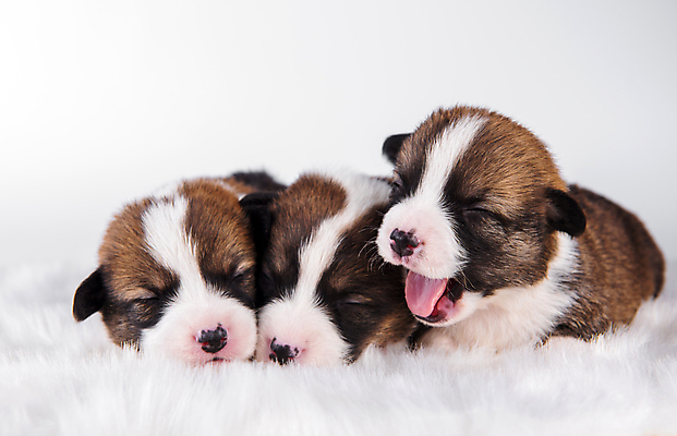 포토 JPG 해외이미지 행복 새끼 여러마리 가족 함께함 사람없음 반려동물 귀여움 잠 그룹 개 강아지 펨브록웰시코기 해외포토 동물 감정 다수 컨셉 포유류 관계 웰시코기 파일형식 이미지허브