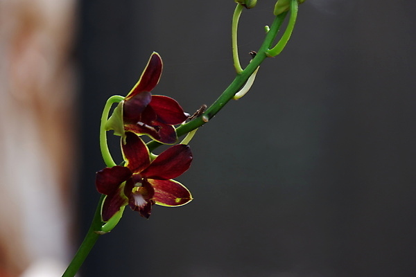 포토 JPG 해외이미지 식물 꽃잎 꽃 줄기 꽃다발 백그라운드 꽃무늬 자연 사람없음 장식 빨간색 뷰티 정원 보라색 봄 활발 벚꽃 나뭇가지 개화 난초 우아함 제비꽃 순수 묘사 원예 호접란 진홍색 내추럴 고립 블러 이국적 해외포토 나무 계절 컬러 컨셉 무늬 취미 생태계 파일형식 이미지허브