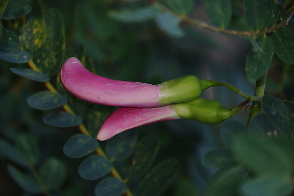 포토 JPG 해외이미지 나무 식물 전통 꽃잎 꽃 음식 백그라운드 잎 꽃무늬 채소 재료 자연 건강 사람없음 야외 빨간색 초록색 뷰티 정원 성장 벚꽃 흰색 나뭇가지 신선 그룹 닫기 허브 유기농 날것 섬유 내추럴 고립 채식주의자 해외포토 웰빙 컬러 무늬 모션 직물 생태계 채식 파일형식 이미지허브