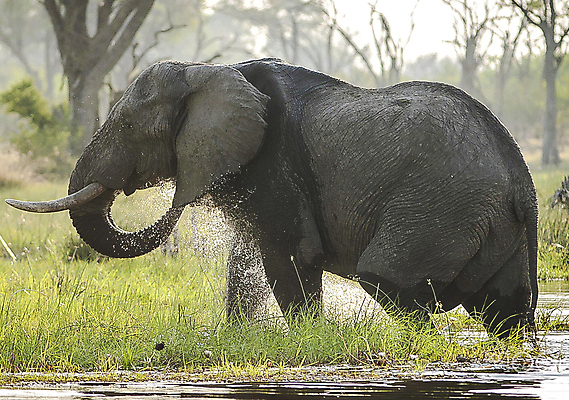 포토 JPG 해외이미지 주간 나무 한마리 야생동물 초식동물 코끼리 사람없음 야외 물 강 풀 물마시기 해외포토 자연요소 식물 동물 1 포유류 마시기 파일형식 이미지허브