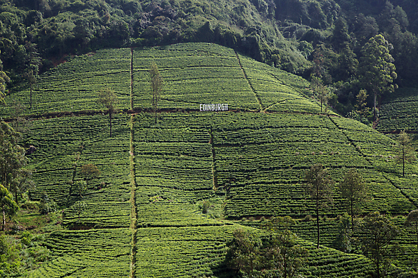 포토 JPG 해외이미지 식물 아시아 여행 잎 밭 농업 자연 산 동양인 사람없음 야외 초록색 농장 농경지 환경 시골 재산 언덕 장면 산악지대 밭일 스리랑카 해외포토 나라 산업 컬러 인종 금융 생태계 파일형식 이미지허브