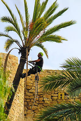 포토 JPG 해외이미지 나무 직업 전통 바다 여행 잎 자연 손바닥 안전 사람없음 초록색 세계 금속 정원 나뭇가지 공구 작업 칼날 스페인 재산 정상 숲 위험 자르기 청소 원예 조경 유지 삭제 다듬기 도우미 벌목 알리칸테 원예사 해외포토 식물 손 유럽 컬러 컨셉 모션 재질 취미 금융 도구 생태계 파일형식 이미지허브