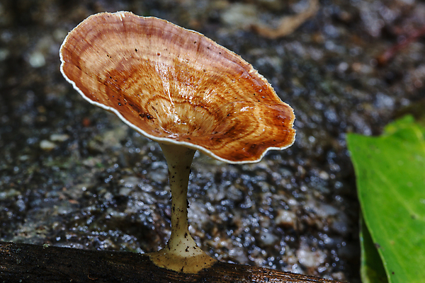 포토 JPG 해외이미지 식물 계절 공원 백그라운드 가족 자연 생물 이끼 사람없음 야외 버섯 젖음 촉촉함 성장 독약 그룹 숲 위험 작음 그늘 묘사 내추럴 곰팡이 땅바닥 삼림지대 식민지 썩음 환각 해외포토 공공시설 컨셉 관계 바닥 크기 생태계 증상 파일형식 이미지허브