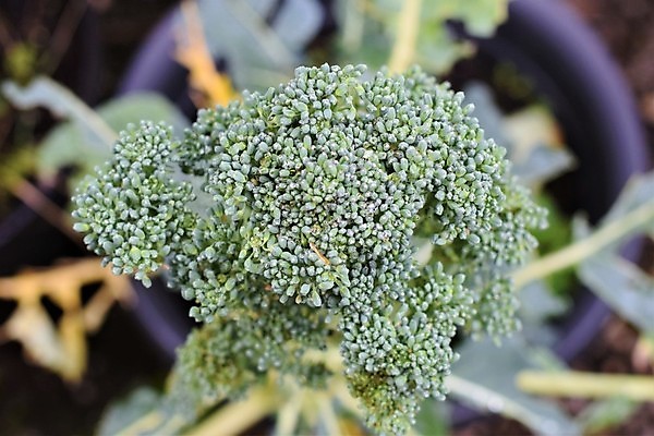 포토 JPG 해외이미지 식물 계절 음식 채소 자연 사람없음 야외 초록색 여름 정원 수확 성장 가을 닫기 브로콜리 유기농 원예 떠남 심기 해외포토 웰빙 컬러 농업 모션 취미 생태계 파일형식 이미지허브