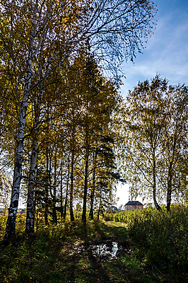 포토 JPG 해외이미지 나무 식물 계절 공원 도로 백그라운드 단풍 잎 오렌지 자연 풍경 사람없음 야외 초록색 빛 컬러풀 햇빛 태양 노란색 어둠 일몰 가을 나뭇가지 황금 숲 장면 상록수 자작나무 10월 내추럴 땅바닥 웅장함 해외포토 자연요소 공공시설 길 컬러 과일 교통시설 바닥 노을 날짜 생태계 파일형식 이미지허브
