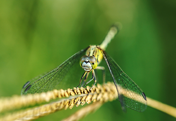포토 JPG 해외이미지 동물 야생동물 파도 곤충 백그라운드 날개 자연 휴식 앉기 사람없음 야외 초록색 여름 빛 햇빛 뷰티 갈색 노란색 머리 환경 흰색 투명 닫기 잠자리 작음 싱글 내추럴 해외포토 계절 바다 컬러 컨셉 모션 신체부위 태양 크기 생태계 파일형식 이미지허브