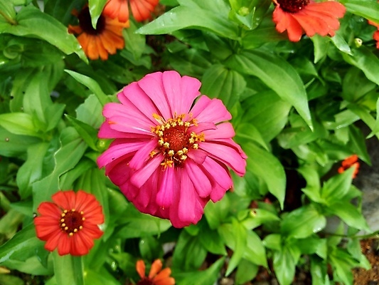 포토 JPG 해외이미지 식물 디자인 공원 꽃잎 꽃 분홍색 백그라운드 잎 꽃무늬 오렌지 자연 추상 국화 사람없음 야외 장식 빨간색 초록색 여름 컬러풀 태양 뷰티 노란색 정원 보라색 봄 벚꽃 신선 개화 원예 내추럴 강렬 여의주 해외포토 자연요소 계절 공공시설 컬러 무늬 과일 취미 생태계 파일형식 이미지허브