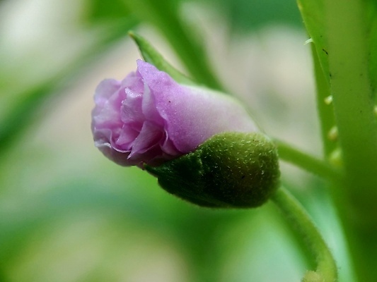 포토 JPG 해외이미지 식물 꽃잎 꽃 줄기 분홍색 꽃다발 백그라운드 잎 2 꽃무늬 채소 자연 함께함 사람없음 빨간색 초록색 여름 컬러풀 뷰티 정원 보라색 성장 벚꽃 신선 개화 허브 내추럴 강렬 추출 해외포토 계절 컬러 컨셉 무늬 생태계 파일형식 이미지허브