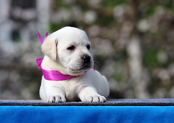 포토 JPG 해외이미지 응시 행복 어린이 놀이 탁자 사람없음 파란색 반려동물 노란색 귀여움 기쁨 개 리트리버 달콤 강아지 래브라도리트리버 위치 창백 기르기 유래 해외포토 동물 시선 감정 컬러 가구 컨셉 포유류 사람 맛 돌봄 파일형식 이미지허브