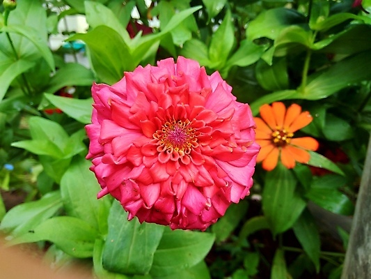 포토 JPG 해외이미지 식물 디자인 공원 꽃잎 꽃 분홍색 백그라운드 잎 꽃무늬 오렌지 자연 추상 국화 사람없음 야외 장식 빨간색 초록색 여름 컬러풀 태양 뷰티 노란색 정원 보라색 봄 벚꽃 신선 개화 원예 내추럴 강렬 여의주 해외포토 자연요소 계절 공공시설 컬러 무늬 과일 취미 생태계 파일형식 이미지허브