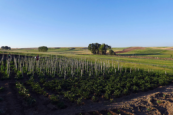 포토 JPG 해외이미지 계절 행복 얼굴 백그라운드 밭 농업 자연 호박 사람없음 장식 농장 정원 할로윈 수확 시골 무서움 밀짚 밭일 해외포토 감정 산업 채소 신체부위 짚 생태계 파일형식 이미지허브