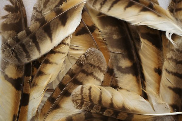 포토 JPG 해외이미지 1 야생동물 백그라운드 컨셉 패턴 날개 자연 조류 사람없음 장식 파란색 컬러풀 펜 갈색 검은색 줄무늬 흰색 기록 우아함 먹이 심볼 깃털 묘사 오브젝트 싱글 질감 부드러움 부엉이 솜털 내추럴 고립 깃털펜 단아함 해외포토 동물 컬러 무늬 필기구 감각 생태계 파일형식 이미지허브