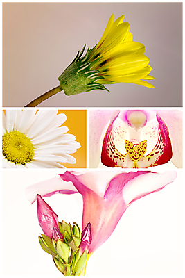 포토 JPG 해외이미지 식물 디자인 꽃 분홍색 꽃다발 백그라운드 잎 꽃무늬 일러스트 자연 휴가 사랑 사람없음 장식 빨간색 초록색 여름 노란색 정원 봄 벚꽃 흰색 인사 신용카드 난초 백합 데이지 모음 고립 해외포토 계절 감정 컬러 무늬 금융 예절 생태계 파일형식 이미지허브