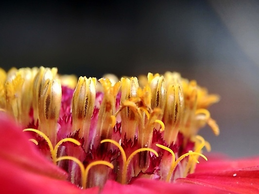 포토 JPG 해외이미지 식물 디자인 공원 꽃잎 꽃 분홍색 백그라운드 잎 꽃무늬 오렌지 자연 추상 국화 사람없음 야외 장식 빨간색 초록색 여름 컬러풀 태양 뷰티 노란색 정원 보라색 봄 벚꽃 신선 개화 원예 내추럴 강렬 여의주 해외포토 자연요소 계절 공공시설 컬러 무늬 과일 취미 생태계 파일형식 이미지허브