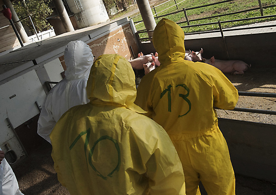 포토 JPG 해외이미지 동물 분홍색 농업 생물 건강 돼지고기 안전 사람없음 경제 반려동물 농장 가축 돼지 환경오염 바이러스 보호 위생 질병 위험 뿌리기 위협 순수 예방 보안 감염 밭일 소독 위생관리 전염병 해외포토 산업 컬러 컨셉 포유류 의학 모션 관리 육류 파일형식 이미지허브