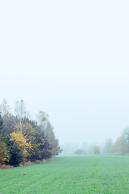 포토 JPG 해외이미지 나무 계절 밭 농업 자연 아침 날씨 풍경 사람없음 야외 가로 초록색 농경지 평화 환경 침묵 고요 습기 추위 안개 가을 시골 속도 내추럴 땅바닥 뿌연 해외포토 주간 식물 산업 컬러 컨셉 바닥 농장 소리 생태계 파일형식 이미지허브