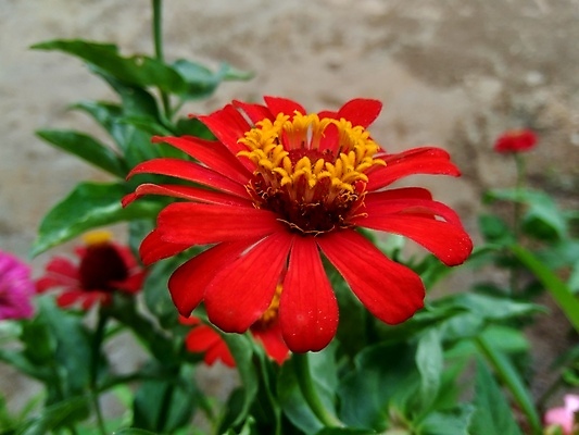 포토 JPG 해외이미지 식물 디자인 공원 꽃잎 꽃 분홍색 백그라운드 잎 꽃무늬 오렌지 자연 추상 국화 사람없음 야외 장식 빨간색 초록색 여름 컬러풀 태양 뷰티 노란색 정원 보라색 봄 벚꽃 신선 개화 원예 내추럴 강렬 여의주 해외포토 자연요소 계절 공공시설 컬러 무늬 과일 취미 생태계 파일형식 이미지허브