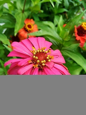 포토 JPG 해외이미지 식물 디자인 공원 꽃잎 꽃 분홍색 백그라운드 잎 꽃무늬 오렌지 자연 추상 국화 사람없음 야외 장식 빨간색 초록색 여름 컬러풀 태양 뷰티 노란색 정원 보라색 봄 벚꽃 신선 개화 원예 내추럴 강렬 여의주 해외포토 자연요소 계절 공공시설 컬러 무늬 과일 취미 생태계 파일형식 이미지허브