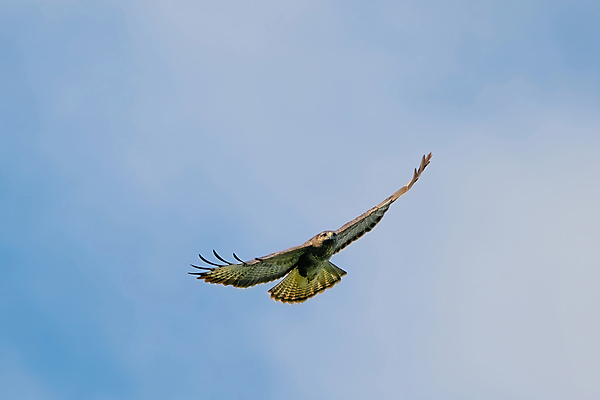 포토 JPG 해외이미지 주간 동물 야생동물 백그라운드 날개 자연 조류 하늘 파노라마 사람없음 야외 파란색 컬러풀 햇빛 갈색 펼침 자유 흰색 닫기 보호 먹이 깃털 사냥 독수리 육식동물 사냥꾼 내추럴 고립 웅장함 해외포토 자연요소 직업 컬러 컨셉 모션 촬영기법 태양 생태계 파일형식 이미지허브