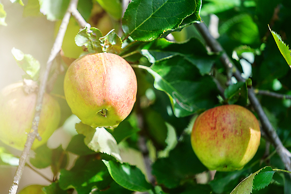 포토 JPG 해외이미지 나무 식물 라이프스타일 계절 음식 백그라운드 잎 농업 과일 자연 건강 사람없음 야외 초록색 여름 빛 농작물 햇빛 태양 농장 일출 환경 정원 맑음 식사 일몰 수확 성장 가을 나뭇가지 시골 신선 달콤 맛 사과 과수원 유기농 원예 내추럴 숙성 채식주의자 해외포토 자연요소 웰빙 산업 컬러 컨셉 날씨 취미 생활 노을 생태계 채식 파일형식 이미지허브
