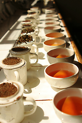 포토 JPG 해외이미지 나무 식물 아시아 여행 백그라운드 잎 밭 농업 비즈니스 자연 아침 동양인 풍경 사람없음 초록색 빛 농작물 농장 계곡 시골 신선 재산 차 언덕 냄새 산악지대 스리랑카 해외포토 주간 나라 산업 음료 컬러 산 인종 금융 생태계 파일형식 이미지허브