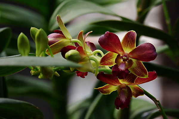 포토 JPG 해외이미지 식물 꽃잎 꽃 줄기 꽃다발 백그라운드 꽃무늬 자연 사람없음 장식 빨간색 뷰티 정원 보라색 봄 활발 벚꽃 나뭇가지 개화 난초 우아함 제비꽃 순수 묘사 원예 호접란 진홍색 내추럴 고립 블러 이국적 해외포토 나무 계절 컬러 컨셉 무늬 취미 생태계 파일형식 이미지허브