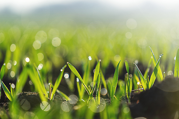 포토 JPG 해외이미지 나무 식물 계절 산업 음식 백그라운드 잎 밭 농업 채소 자연 새로움 건강 씨앗 사람없음 초록색 여름 빛 농작물 농장 새싹 환경 정원 검은색 일몰 흙 봄 성장 시골 신선 작음 땅 시리얼 유기농 먼지 내추럴 땅바닥 모종 묘목 밭일 줄서기 세련 해외포토 웰빙 컬러 컨셉 모션 바닥 노을 크기 생태계 파일형식 이미지허브