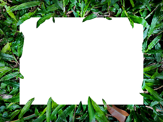 포토 JPG 해외이미지 식물 템플릿 편집 디자인 배너 종이 백그라운드 컨셉 단풍 잎 텍스트 자연 추상 아이디어 프레임 액자틀 사람없음 가로 초록색 컬러풀 우주 환경 칠판 화목 공백 가을 흰색 신선 신용카드 그림 질감 레이아웃 초대 위치 시트 직사각형 내추럴 그리너리 해외포토 도형 계절 컬러 액자 무늬 틀 금융 생태계 파일형식 트랜드컬러 이미지허브