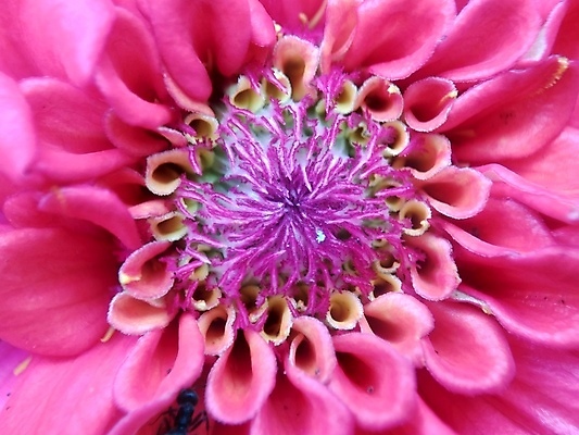 포토 JPG 해외이미지 식물 디자인 공원 꽃잎 꽃 분홍색 백그라운드 잎 꽃무늬 오렌지 자연 추상 국화 사람없음 야외 장식 빨간색 초록색 여름 컬러풀 태양 뷰티 노란색 정원 보라색 봄 벚꽃 신선 개화 원예 내추럴 강렬 여의주 해외포토 자연요소 계절 공공시설 컬러 무늬 과일 취미 생태계 파일형식 이미지허브