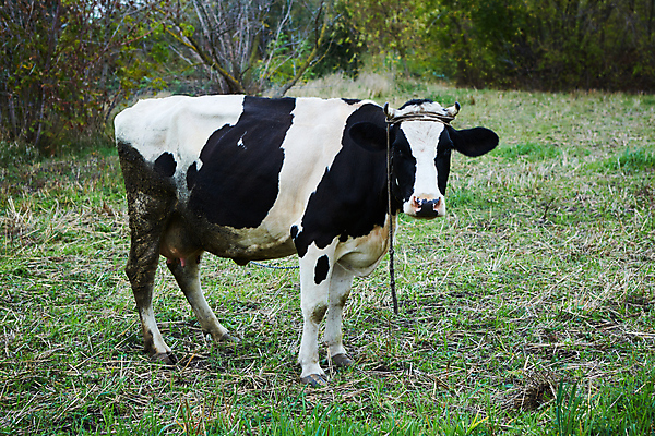 포토 JPG 해외이미지 동물 백그라운드 밭 농업 포유류 자연 하늘 사람없음 초록색 파란색 농장 농경지 머리 마을 환경 맑음 검은색 가축 봄 목장 소고기 우유 흰색 시골 소 군중 먹이 방목 땅 먹기 허브 밀짚 동물상 밭일 찰과상 목가 해외포토 식물 계절 산업 컬러 모션 날씨 유제품 육류 사람 신체부위 조형물 짚 축산업 상처 생태계 파일형식 이미지허브
