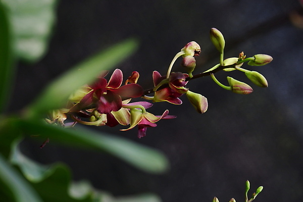 포토 JPG 해외이미지 식물 꽃잎 꽃 줄기 꽃다발 백그라운드 꽃무늬 자연 이벤트 사람없음 장식 컬러풀 귀여움 보라색 스파 봄 벚꽃 나뭇가지 신선 난초 우아함 제비꽃 만족 유기농 향기 심플 호접란 내추럴 고립 이국적 해외포토 나무 웰빙 계절 감정 컬러 컨셉 무늬 생태계 냄새 파일형식 이미지허브