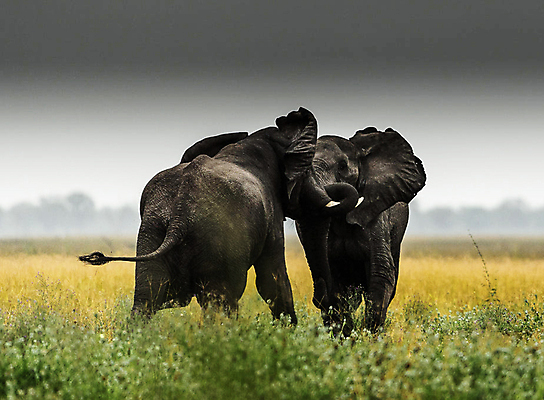 포토 JPG 해외이미지 주간 야생동물 두마리 하늘 초식동물 코끼리 사람없음 야외 해외포토 자연요소 동물 2 포유류 파일형식 이미지허브
