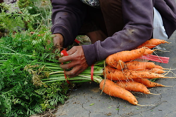 포토 JPG 해외이미지 식물 라이프스타일 손 여자 음식 밭 농업 채소 오렌지 비즈니스 자연 건강 사람 사람없음 초록색 농작물 농장 농경지 쌓기 정원 흙 당근 수확 성장 신선 잡기 그룹 수술 시장 당기기 농부 나무상자 수집 유기농 원예 뿌리 먼지 땅바닥 바이오 밭일 숙성 채식주의자 해외포토 직업 웰빙 산업 컬러 과일 의학 모션 바닥 뿌리채소 취미 생활 신체부위 치료 상자 생태계 채식 파일형식 이미지허브
