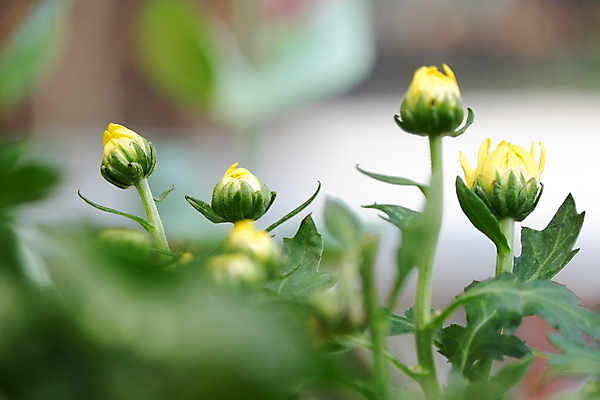 포토 JPG 해외이미지 식물 꽃 포스터 꽃다발 백그라운드 잎 꽃무늬 오렌지 자연 벽지 국화 사람없음 장식 초록색 여름 뷰티 노란색 머리 정원 활발 들꽃 벚꽃 가을 개화 황금 다발 심볼 원예 데이지 부드러움 그리스인 대칭 해외포토 서양인 계절 컬러 컨셉 무늬 과일 취미 신체부위 감각 생태계 파일형식 이미지허브