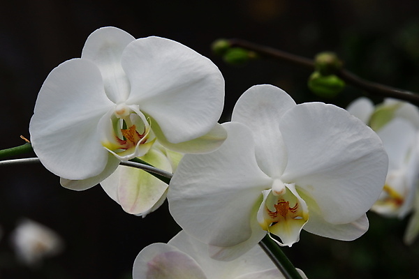 포토 JPG 해외이미지 식물 디자인 꽃잎 꽃 줄기 꽃다발 백그라운드 잎 꽃무늬 자연 선물 사람없음 장식 여름 컬러풀 뷰티 노란색 정원 봄 벚꽃 흰색 나뭇가지 신선 개화 난초 우아함 꽃집 묘사 원예 호접란 분재 나방 내추럴 고립 이국적 해외포토 나무 계절 컬러 곤충 컨셉 무늬 취미 상점 생태계 파일형식 이미지허브