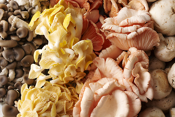 포토 JPG 해외이미지 음식 분홍색 패턴 다이어트 오렌지 재료 자연 건강 요리 사람없음 노란색 검은색 식사 저녁식사 버섯 회색 흰색 신선 질감 날것 라임 연어 성분 내추럴 점심식사 곰팡이 단백질 채식주의자 파리(프랑스) 비건 해외포토 컬러 무늬 과일 어류 생태계 채식 영양소 파일형식 이미지허브