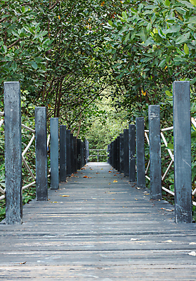 포토 JPG 해외이미지 나무 식물 공원 아시아 도로 여행 잎 건축양식 자국 자연 휴가 사람없음 야외 목재 초록색 갈색 환경 침묵 산책 탐험 숲 접속 오솔길 장면 내추럴 건너기 방법 옛날 해외포토 공공시설 건축 나라 길 컬러 재료 교통시설 모션 휴식 소리 생태계 파일형식 이미지허브