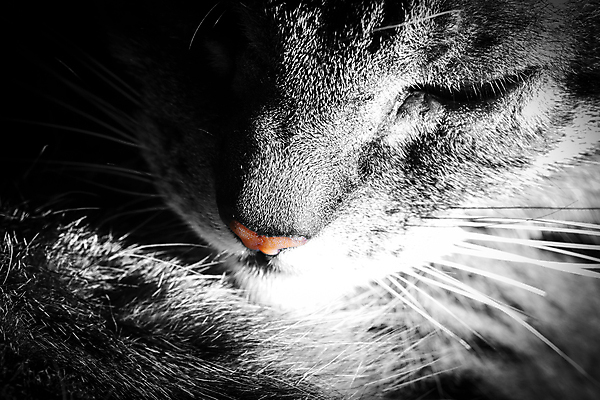 포토 JPG 해외이미지 동물 여자 얼굴 포유류 휴식 수염 주택 털 흑백 실내 따뜻함 피곤 사람없음 반려동물 머리 고양이 회색 침대 잠 모피 코 부드러움 얼룩무늬 솜털 거짓말 대가리 쉬운 해외포토 컬러 가구 컨셉 무늬 촬영기법 사람 내부 건물 신체부위 감각 파일형식 이미지허브