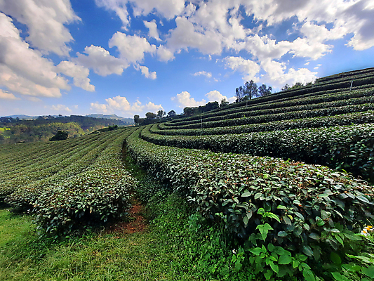 포토 JPG 해외이미지 나무 식물 아시아 여행 백그라운드 잎 밭 농업 자연 하늘 산 사람없음 야외 초록색 농장 농경지 환경 정원 수확 성장 시골 신선 언덕 유기농 해외포토 웰빙 나라 산업 컬러 생태계 파일형식 이미지허브