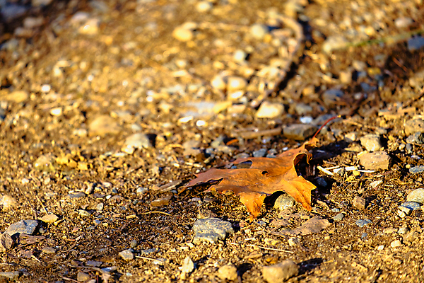 포토 JPG 해외이미지 식물 계절 잎 오렌지 자연 건조 사람없음 야외 갈색 흙 가을 떨어짐 묘사 먼지 땅바닥 해외포토 컬러 컨셉 과일 바닥 생태계 파일형식 이미지허브