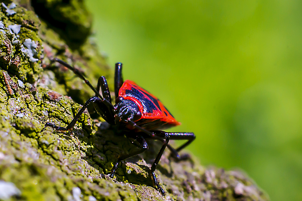 포토 JPG 해외이미지 식물 동물 디자인 계절 꽃잎 꽃 야생동물 곤충 백그라운드 잎 꽃무늬 날개 자연 사람없음 야외 초록색 물 여름 파란색 빛 컬러풀 환경 정원 봄 젖음 벚꽃 흰색 물방울 신선 닫기 벌레 이슬 작음 민들레 빗방울 묘사 내추럴 고립 해외포토 자연요소 컬러 무늬 모션 비_날씨 크기 생태계 파일형식 이미지허브