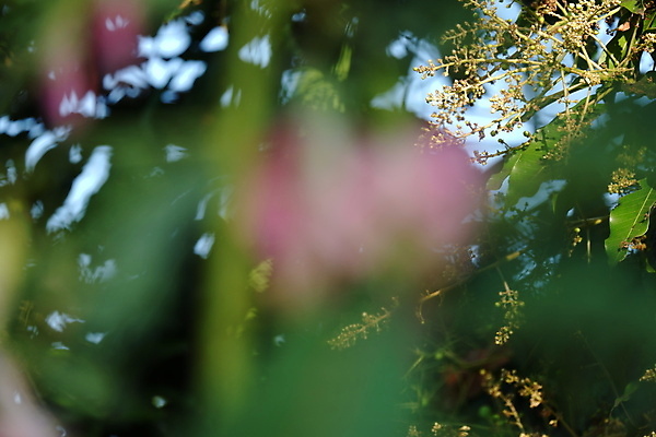 포토 JPG 해외이미지 나무 식물 전통 꽃잎 꽃 음식 백그라운드 잎 꽃무늬 채소 재료 자연 건강 사람없음 야외 빨간색 초록색 뷰티 정원 성장 벚꽃 흰색 나뭇가지 신선 그룹 닫기 허브 유기농 날것 섬유 내추럴 고립 채식주의자 해외포토 웰빙 컬러 무늬 모션 직물 생태계 채식 파일형식 이미지허브