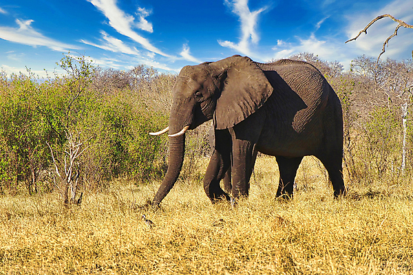 포토 JPG 해외이미지 동물 얼굴 야생동물 여행 포유류 아프리카 자연 코끼리 국립공원 사람없음 뷰티 환경 다양 보호 큼 사파리 피부 환경보전 생태계 질감 생물학 귀 상아 서식지 동물상 보츠와나 보호구역 생태학 해외포토 멸종위기종 공원 교육 나라 다수 컨셉 신체부위 조형물 크기 사회이슈 구역 파일형식 이미지허브